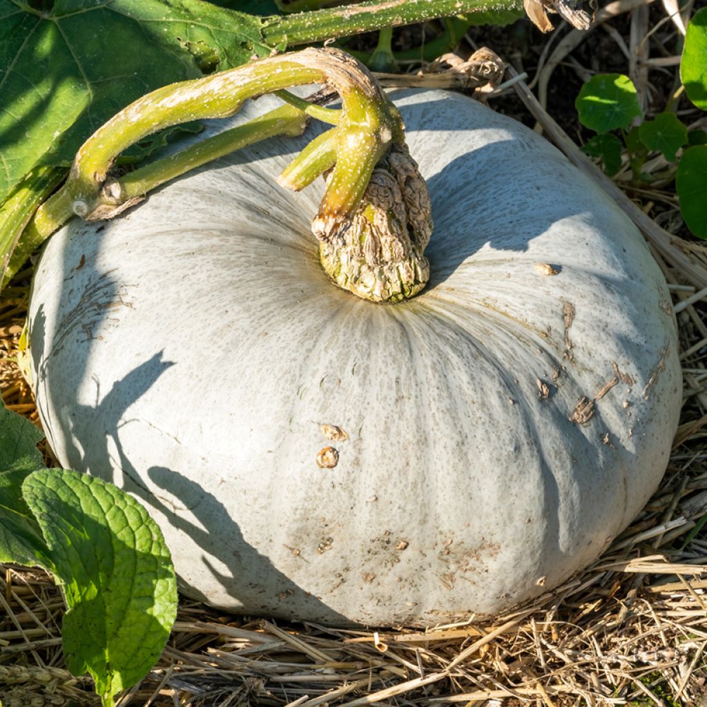 Pumpkin Hungarian Blue - Ferme de Sainte Marthe Seeds