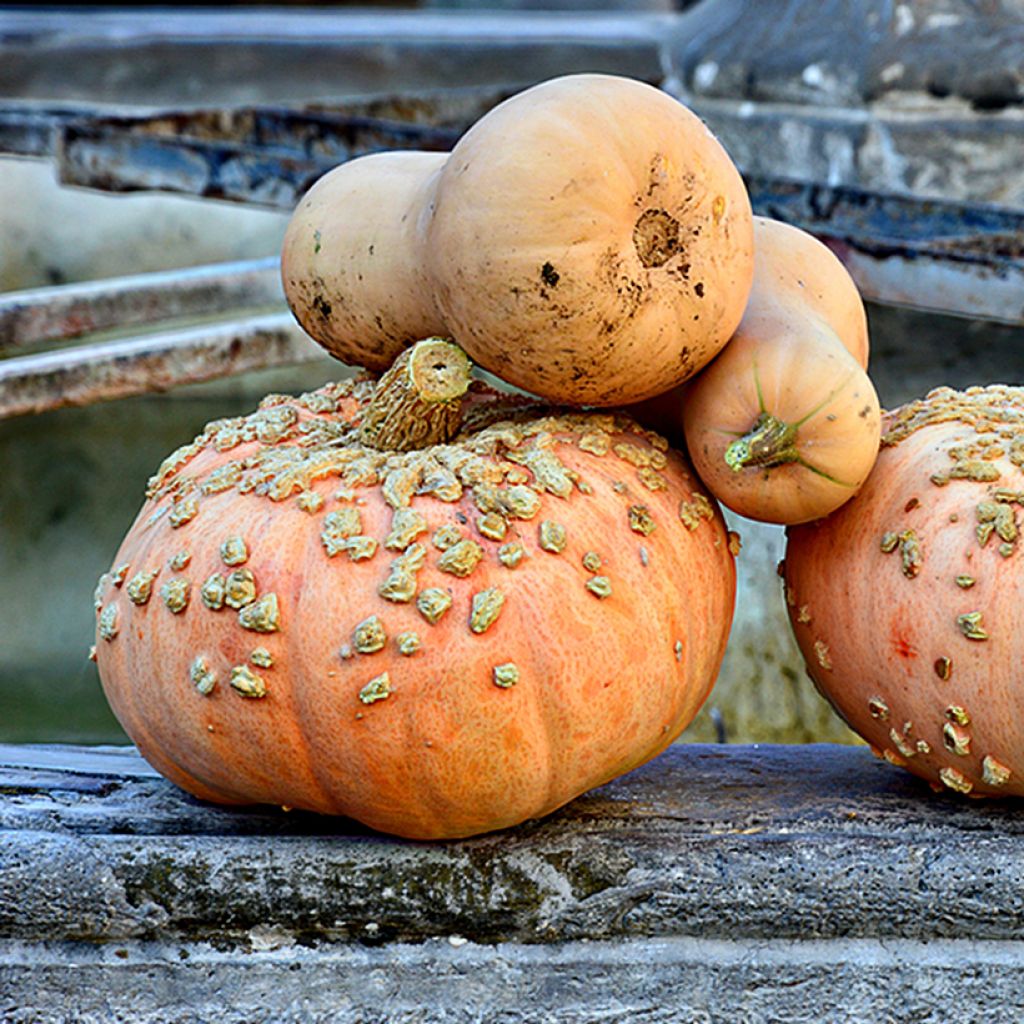 Cucurbita maxima Galeux d'Eysines organic seeds - Pumpkin