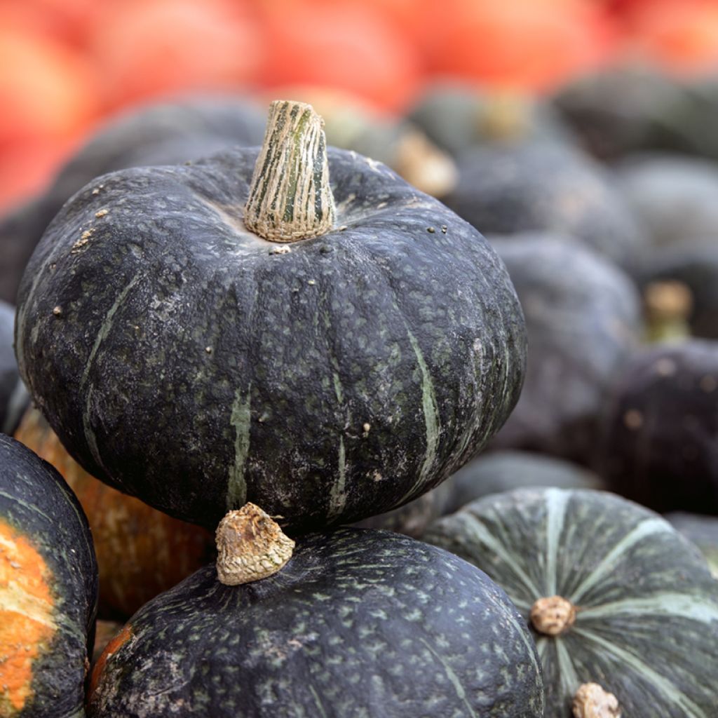 Squash Green Hokkaido - Ferme de Sainte Marthe Seeds