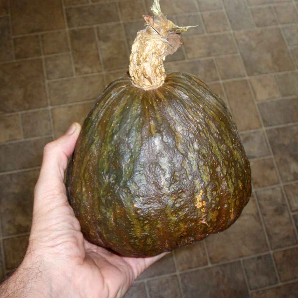 Squash Green Hubbard seeds - Cucurbita maxima