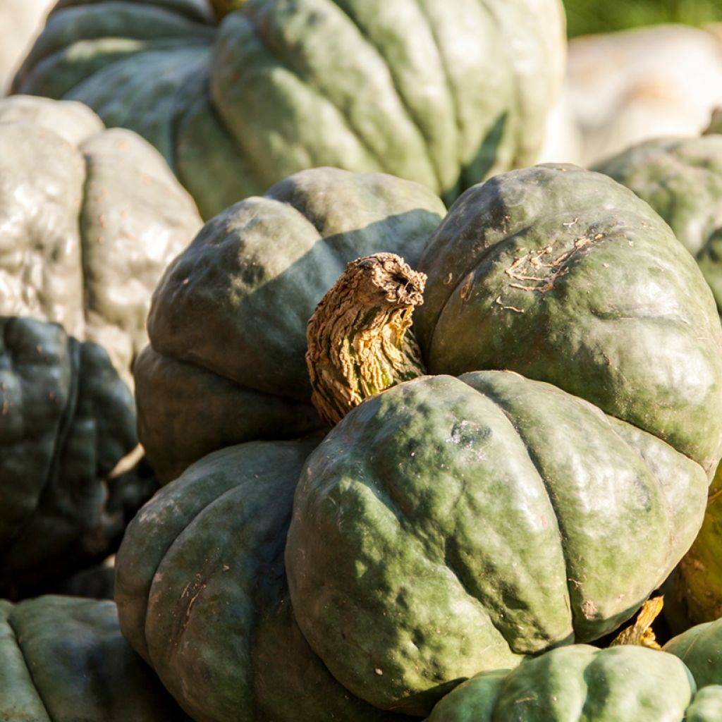 Squash Tristar - Ferme de Sainte Marthe Seeds