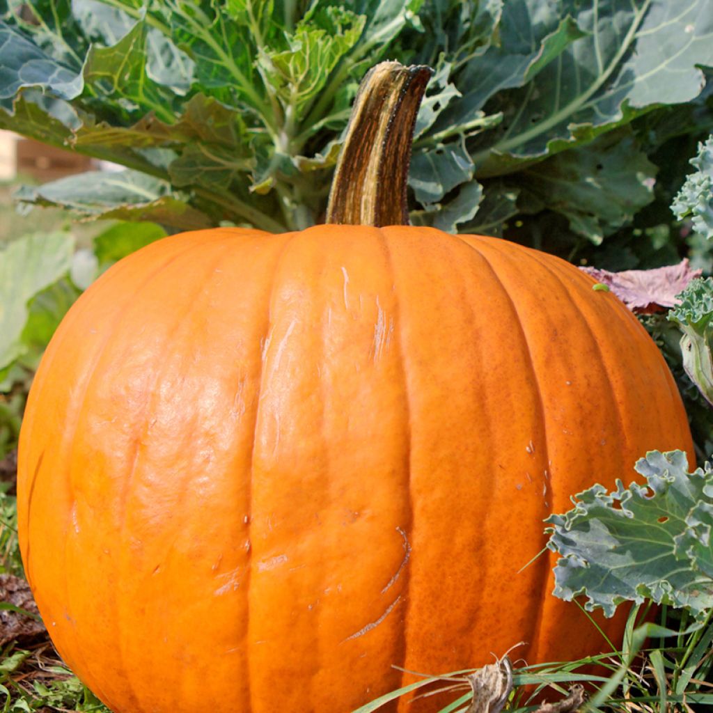 Pumpkin Spooktacular seeds - Cucurbita pepo