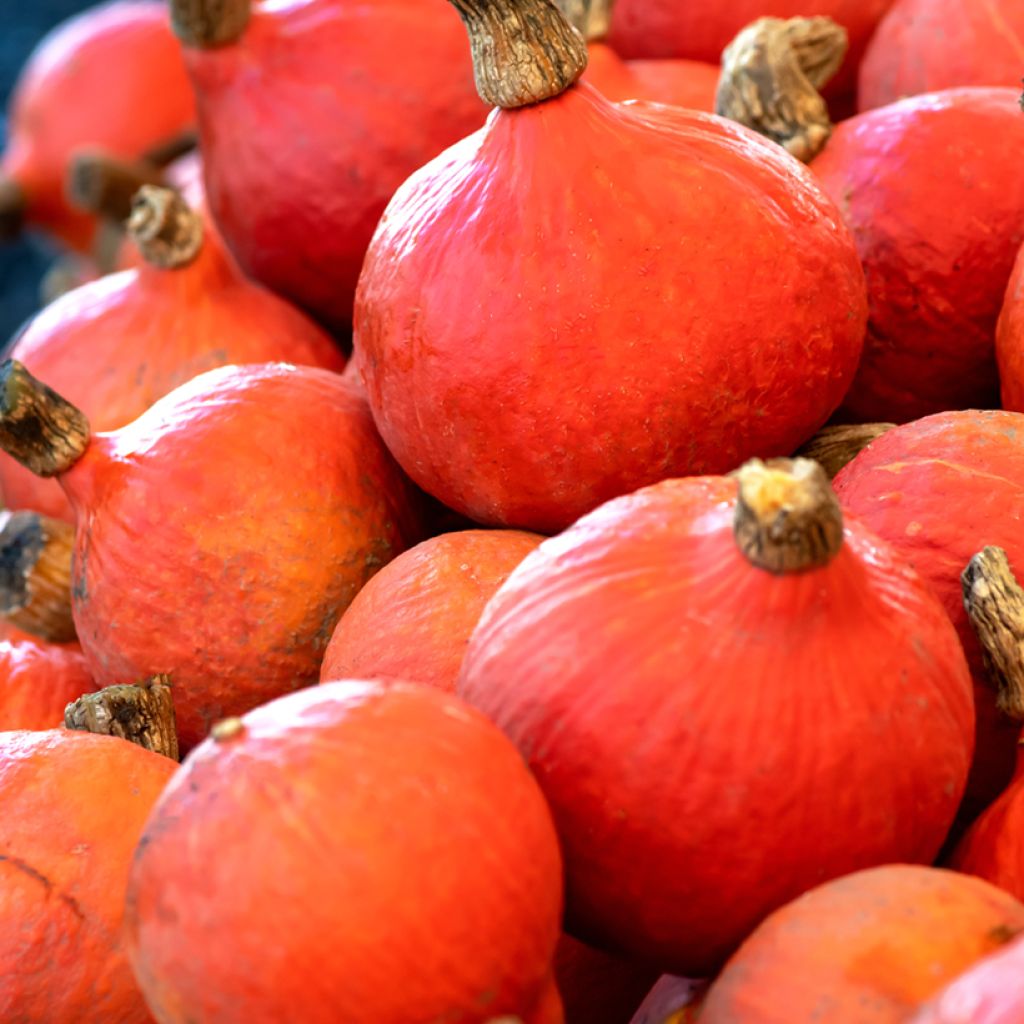 Red Kuri Squash - Vilmorin seeds - Cucurbita maxima