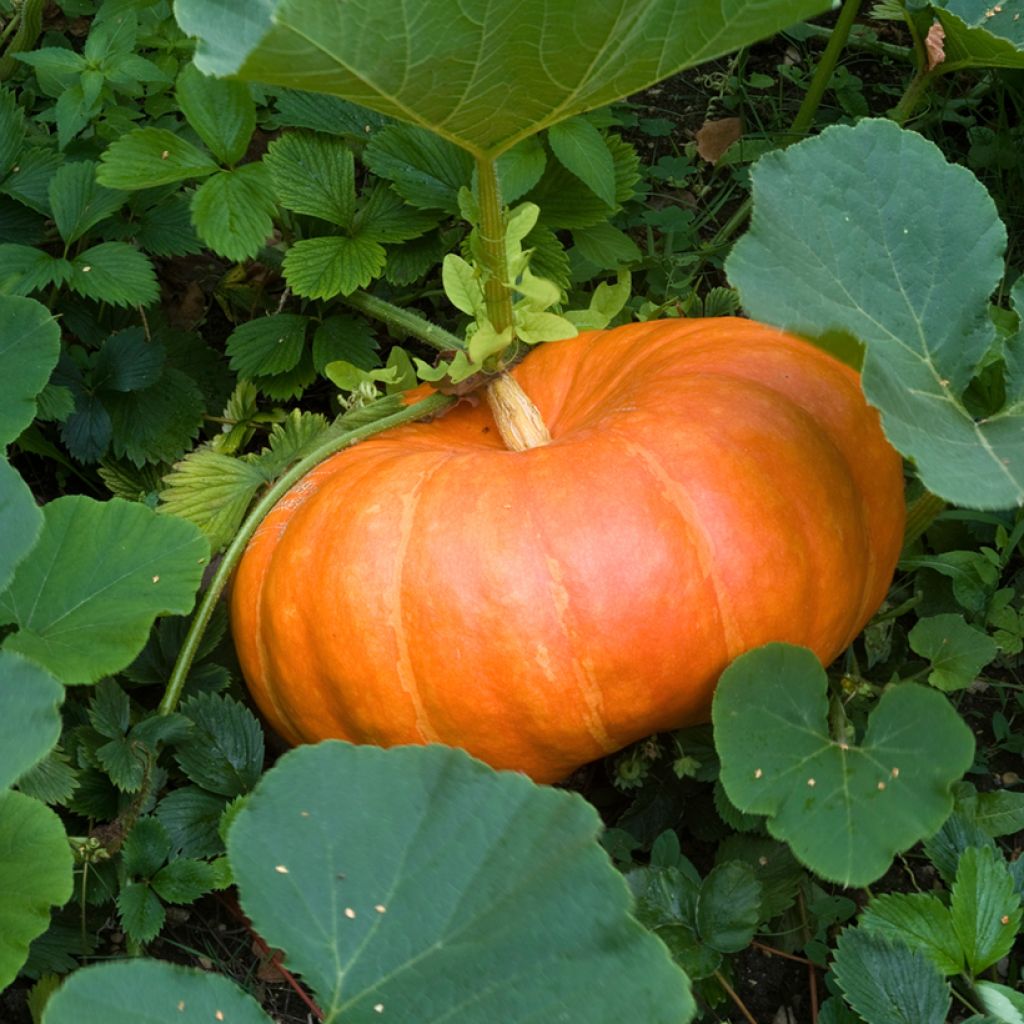 Cucurbita maxima Rouge Vif d'Etampes seeds - winter squash, pumpkin