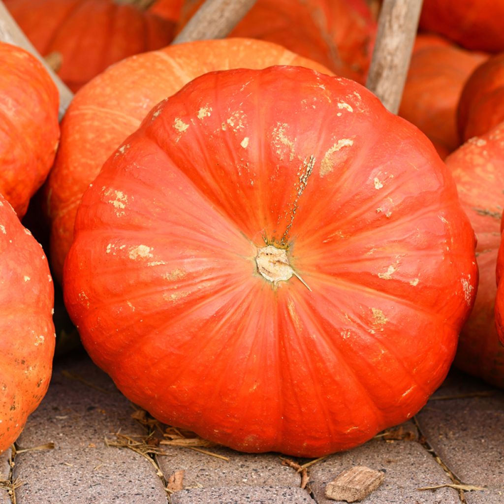 Cucurbita maxima Rouge Vif d'Etampes seeds - winter squash, pumpkin