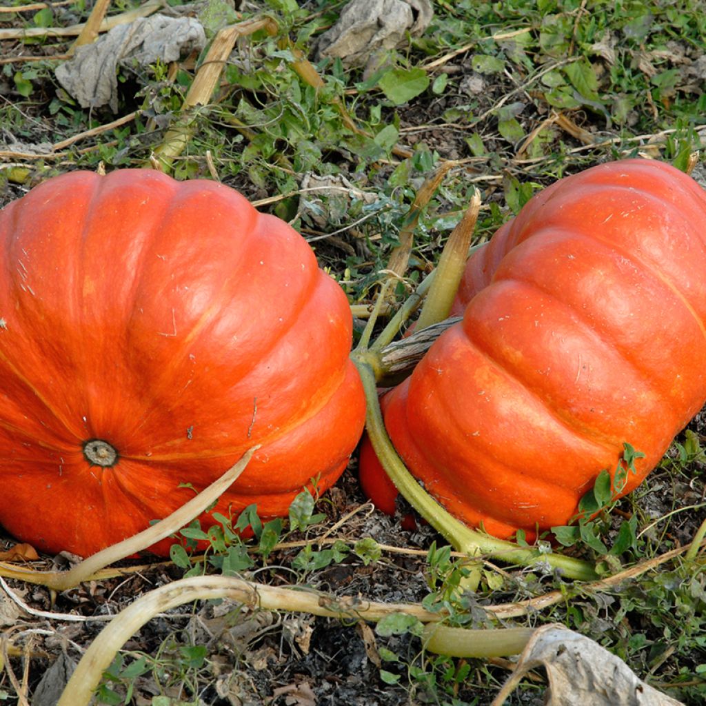 Cucurbita maxima Rouge Vif d'Etampes seeds - winter squash, pumpkin