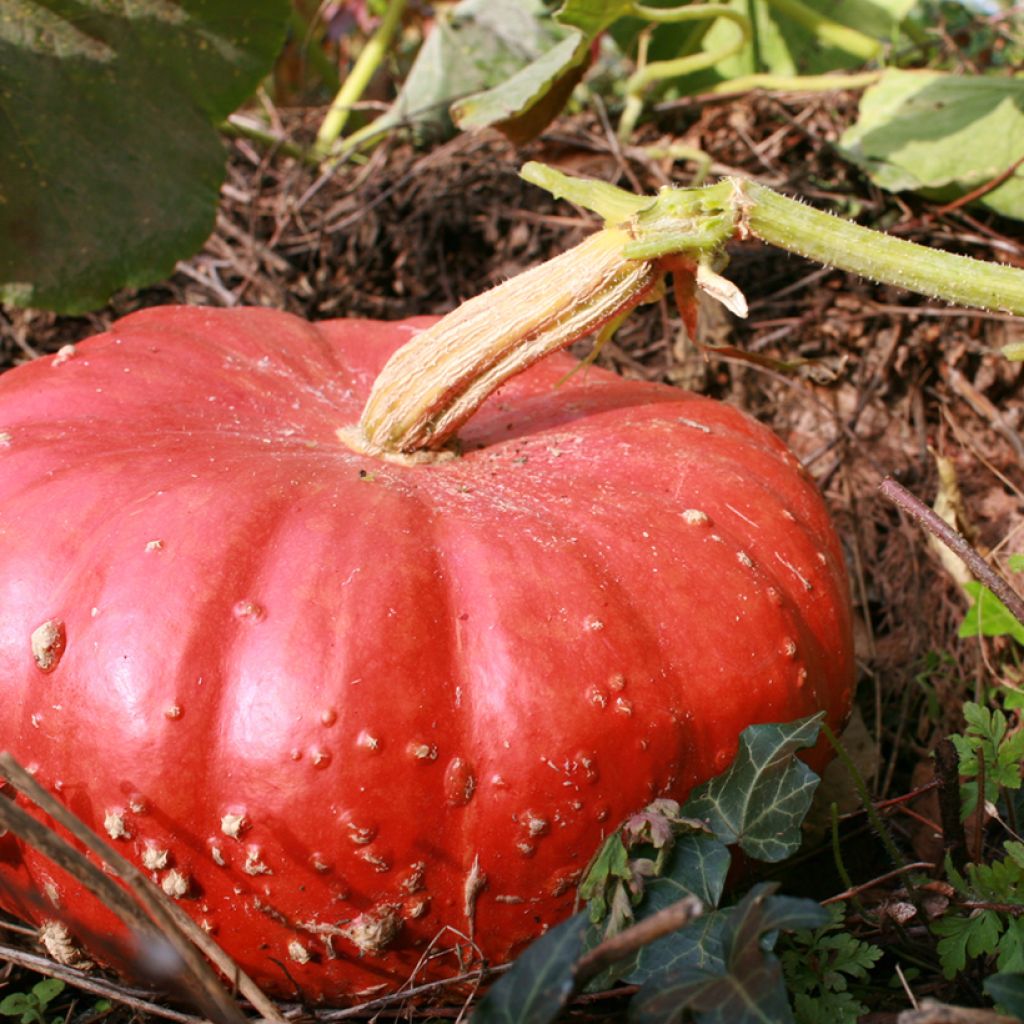 Pumpkin Rouge Vif d'Etampes - Cucurbita maxima