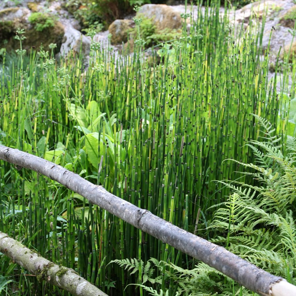 Equisetum hyemale