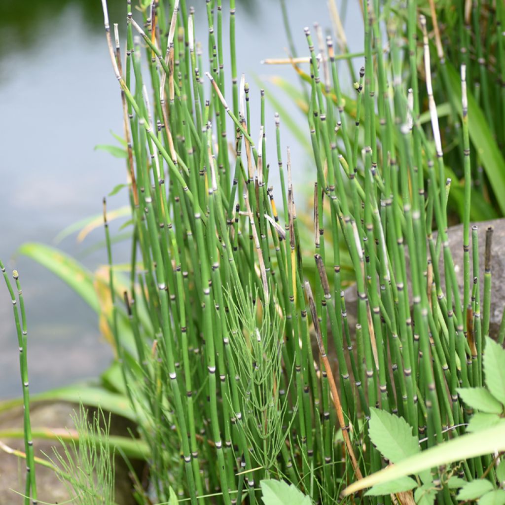 Equisetum hyemale