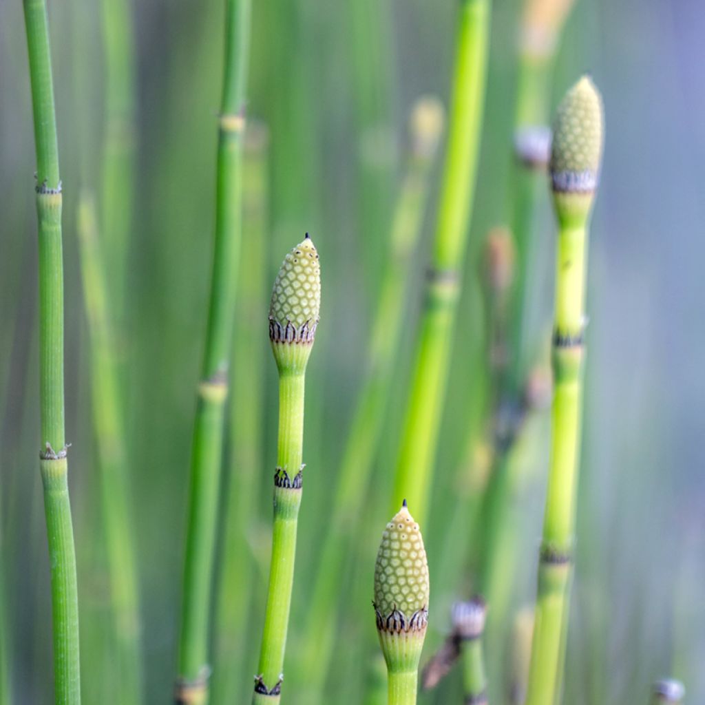 Equisetum hyemale