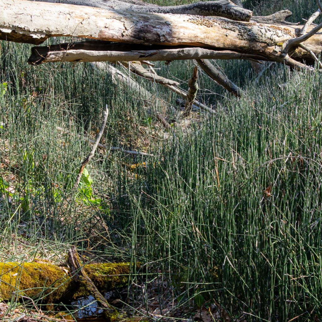 Equisetum hyemale