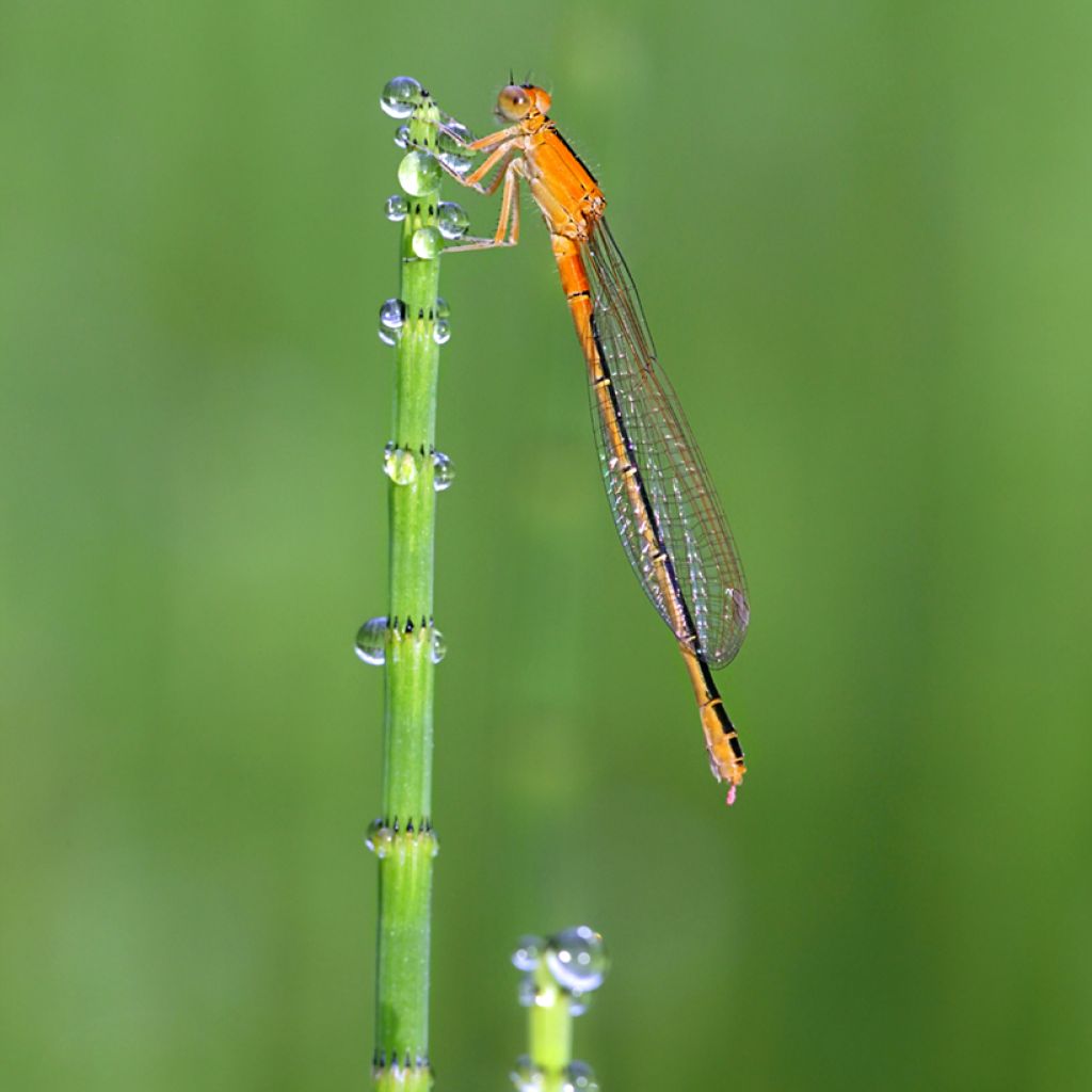 Prêle des rivières - Equisetum fluviatile