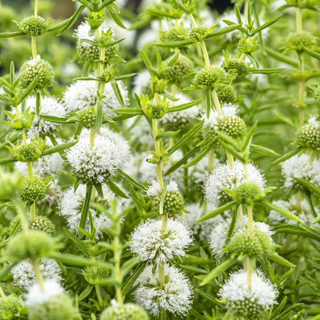 Mentha cervina Alba