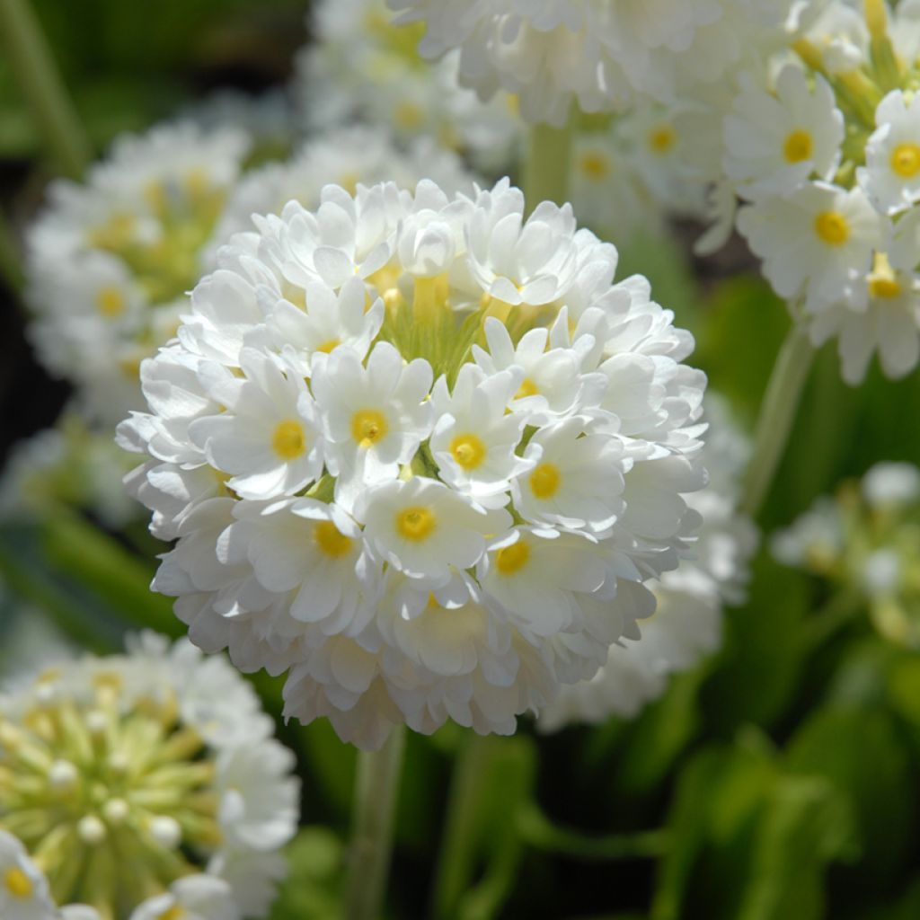 Primula denticulata Alba - Primrose