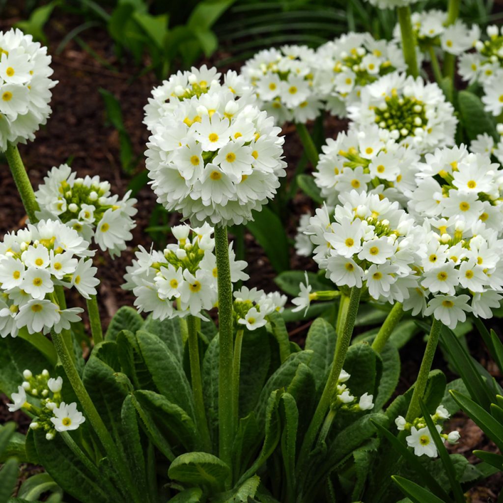 Primula denticulata Alba - Primrose