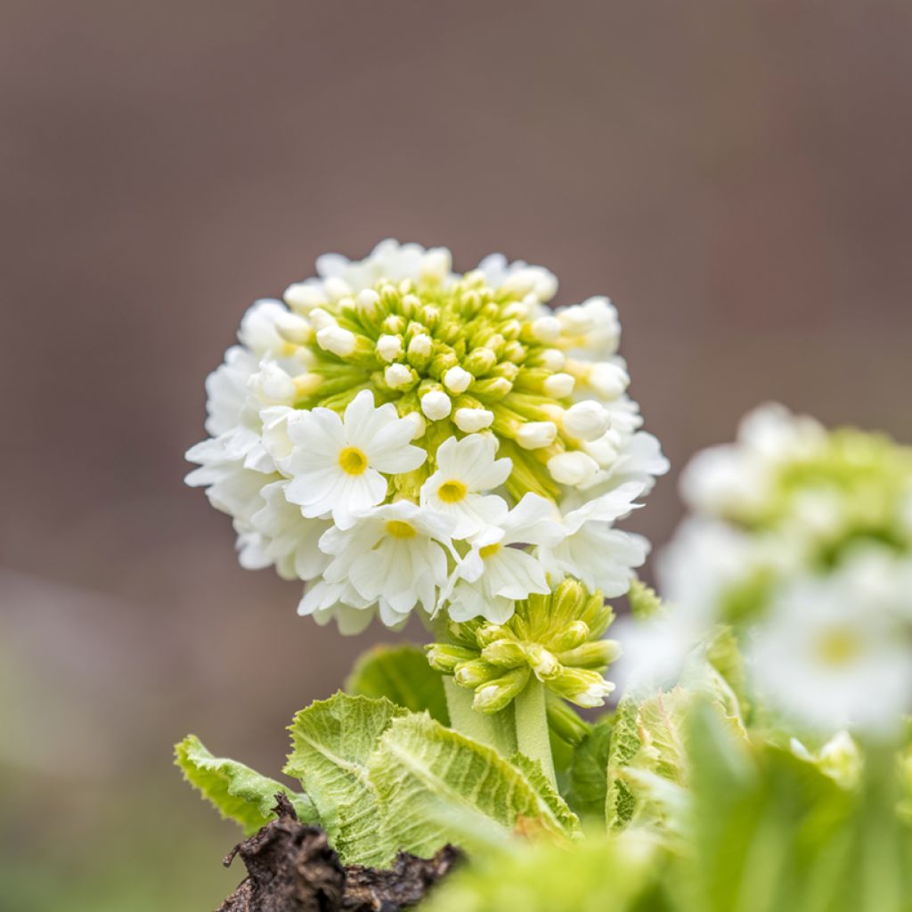 Primula denticulata Alba - Primrose