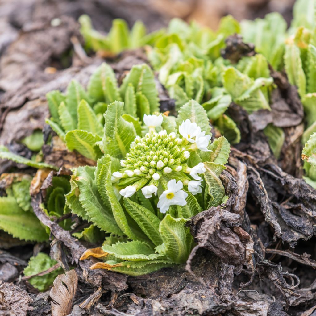 Primula denticulata Alba - Primrose