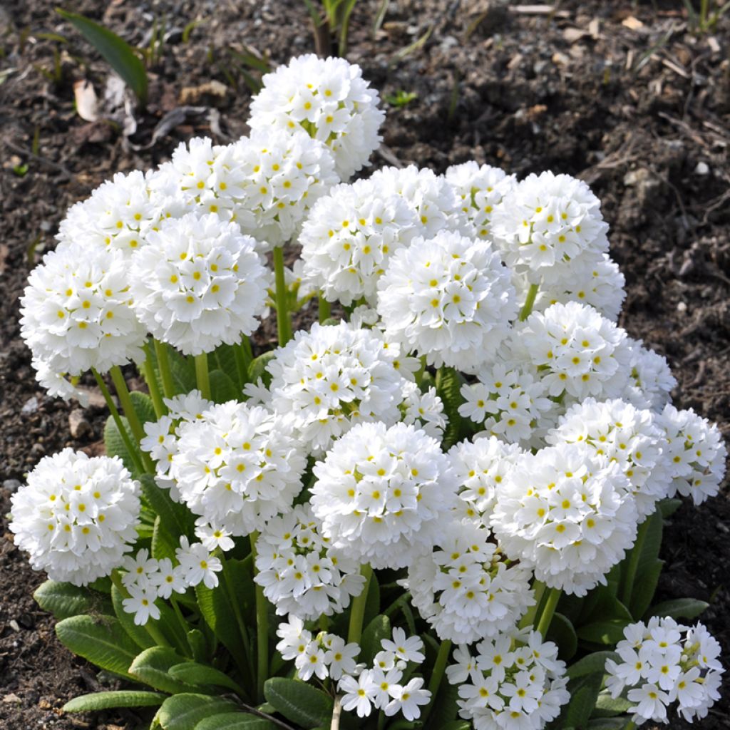 Primula denticulata Alba - Primrose