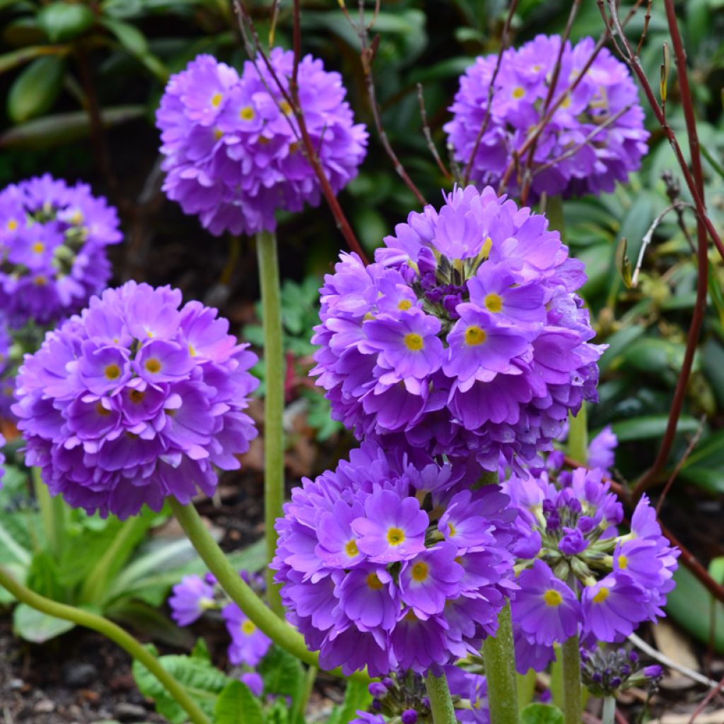 Primula denticulata Cashmeriana - Primrose