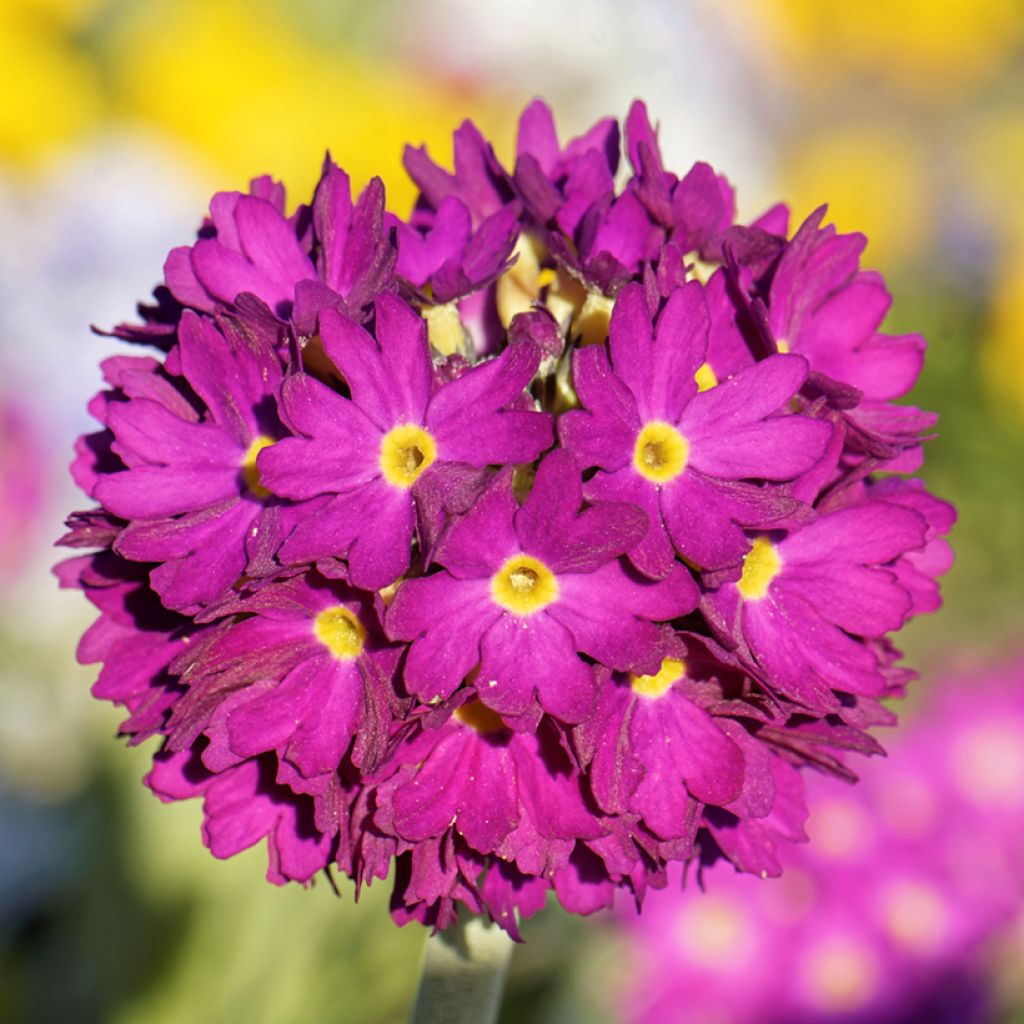 Primula denticulata Rubin - Primrose