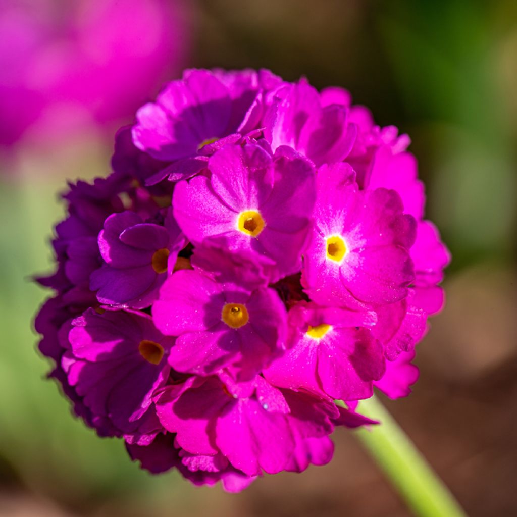 Primula denticulata Rubin - Primrose