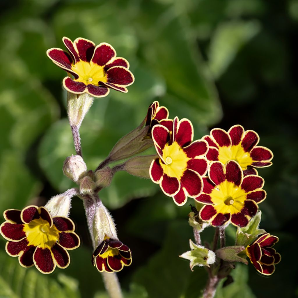 Primula Mister Gold Laced - Oxlip