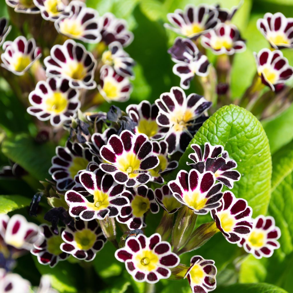 Primula Mister Silver Laced - Oxlip