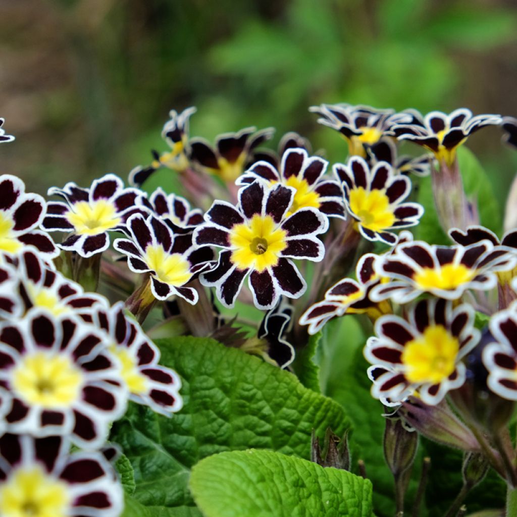 Primula Mister Silver Laced - Oxlip