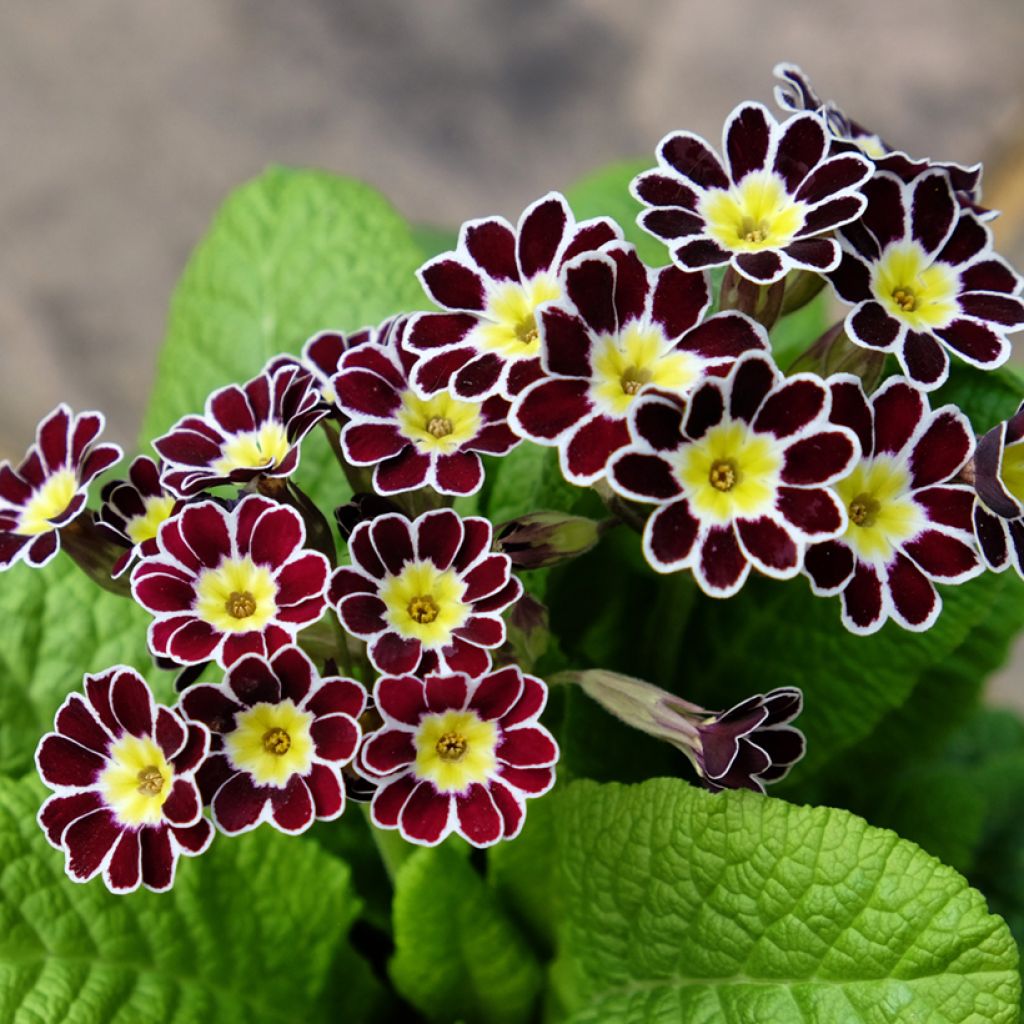 Primula eliator Victoriana Silver Lace Black - Oxlip