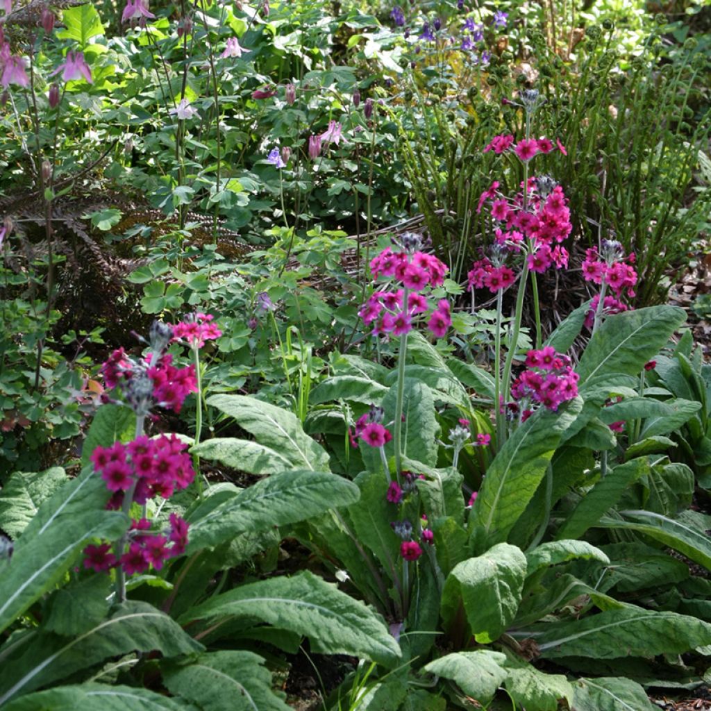 Primula japonica - Japanese Primrose