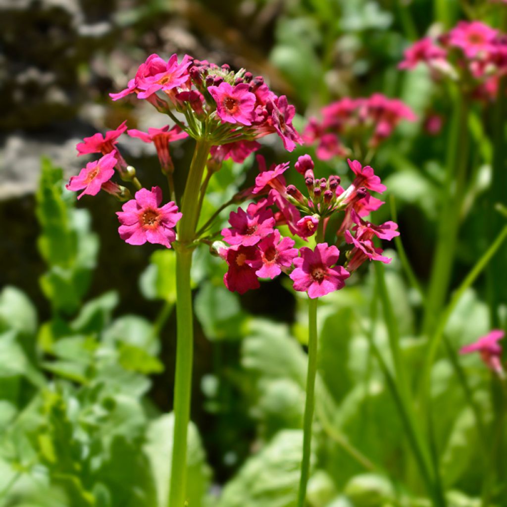 Primula japonica - Japanese Primrose