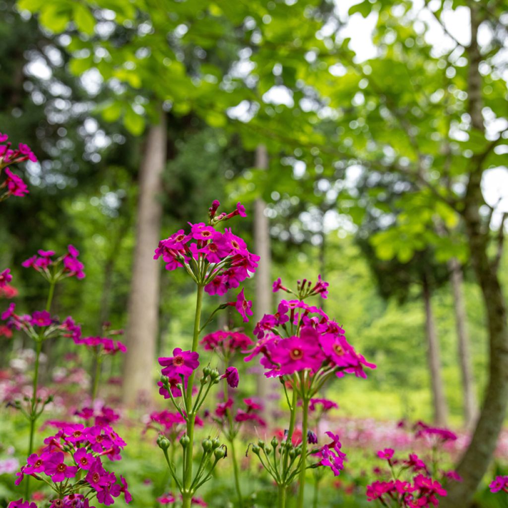 Primula japonica - Japanese Primrose