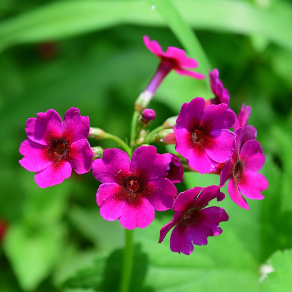 Primula japonica - Japanese Primrose