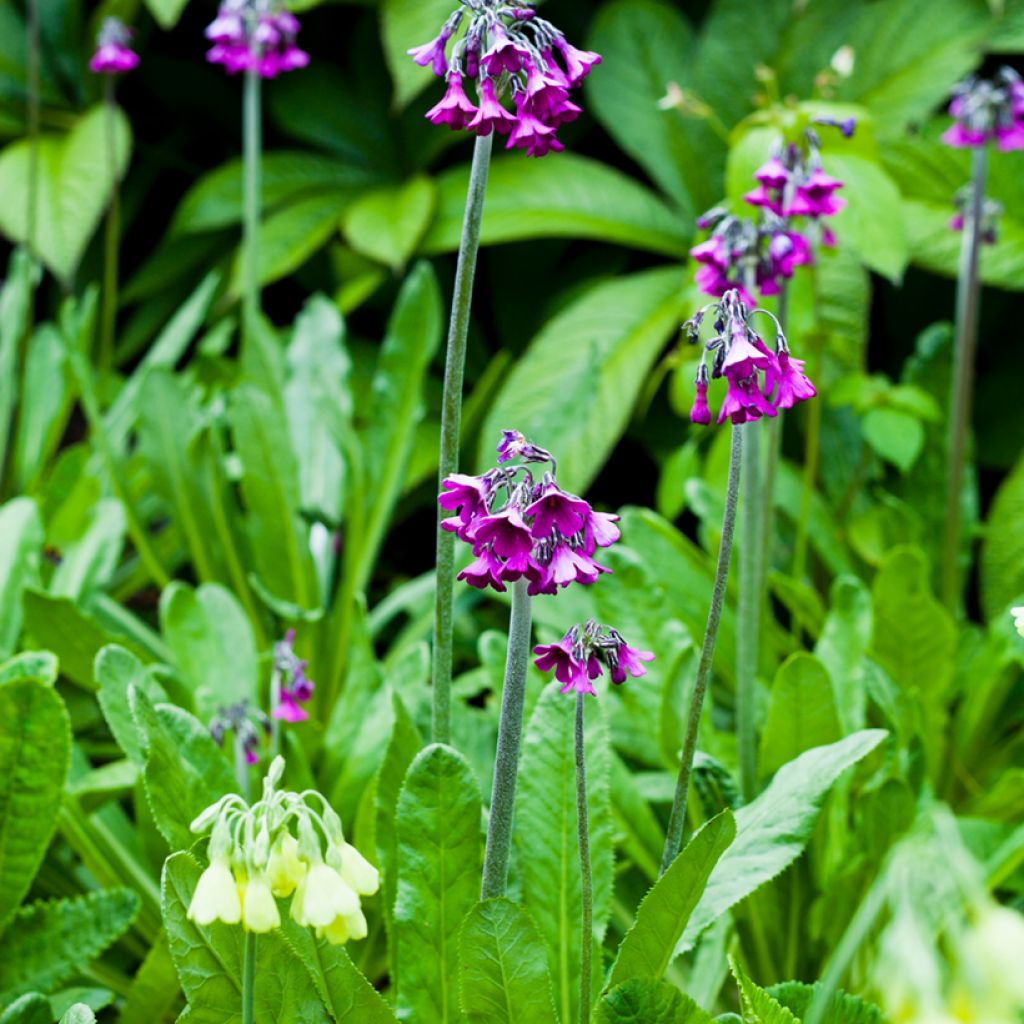 Primula secundiflora - Primrose