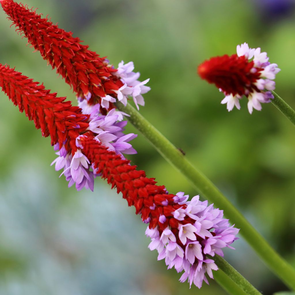 Primula vialii - Vial's Primrose