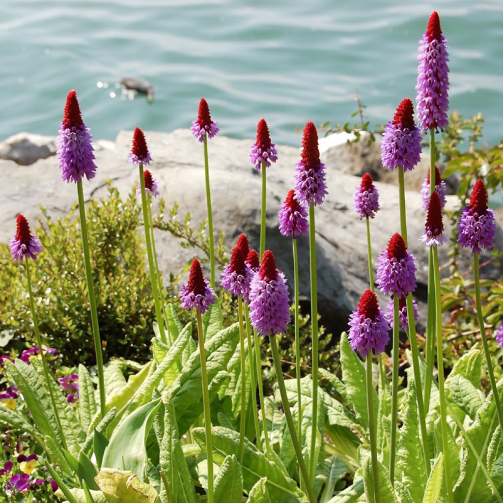 Primula vialii - Vial's Primrose