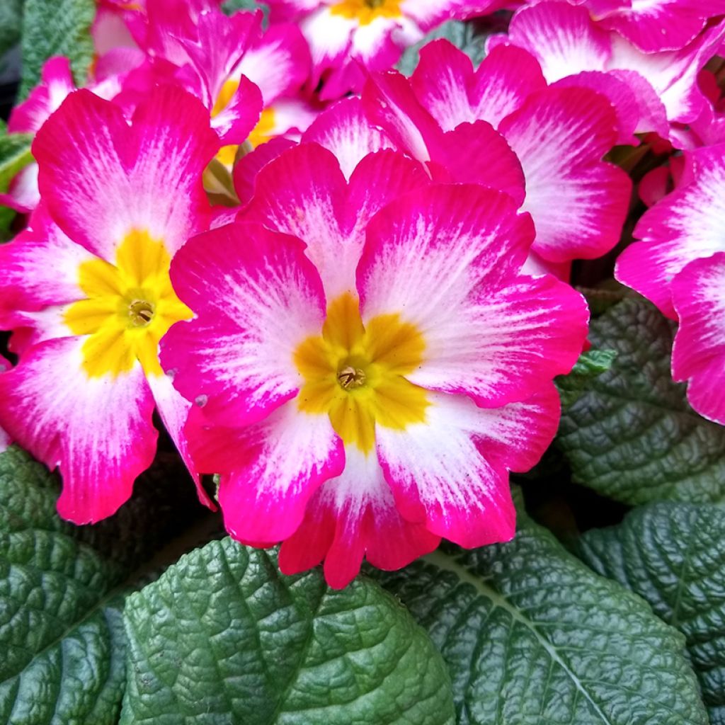 Primula vulgaris Rambo F1 Pink Flame - English Primrose