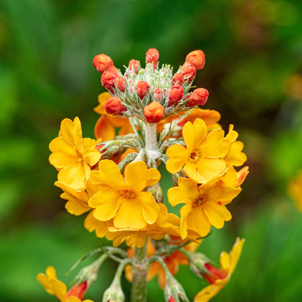 Primula bulleyana - Primrose