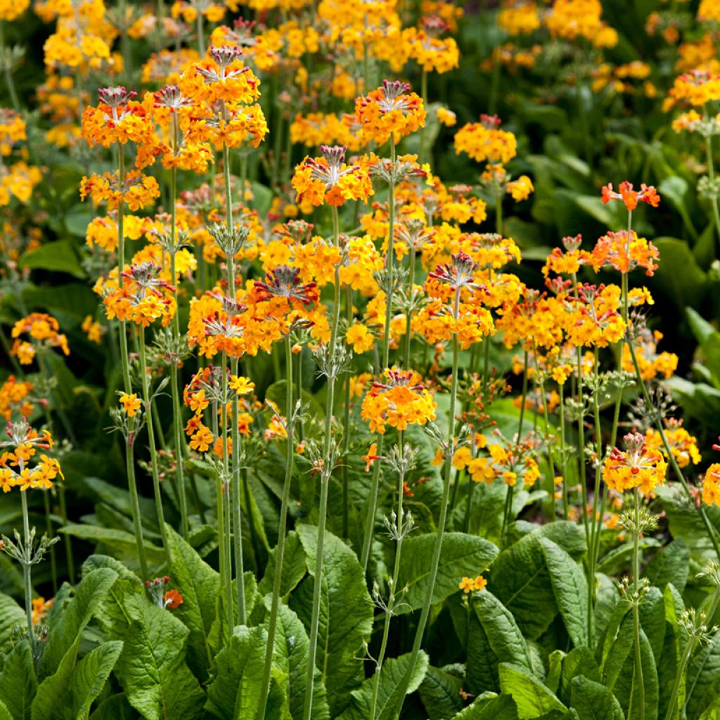 Primula bulleyana - Primrose