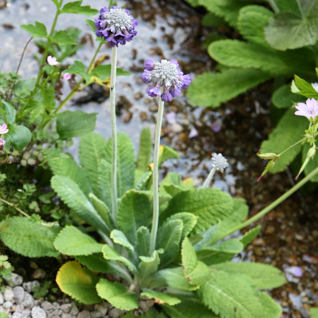 Primula capitata subsp. mooreana - Primrose