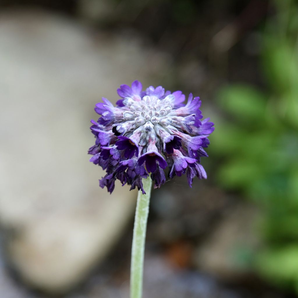 Primula capitata subsp. mooreana - Primrose