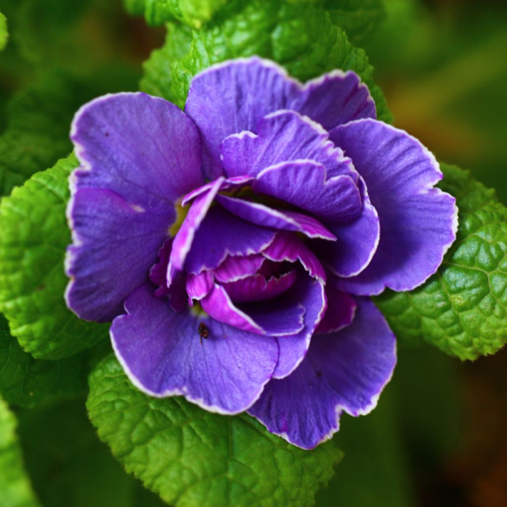 Primula vulgaris Belarina Amethyst Ice- English Primrose