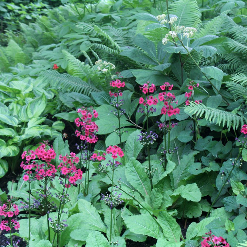 Primula japonica Millers Crimson - Japanese Primrose