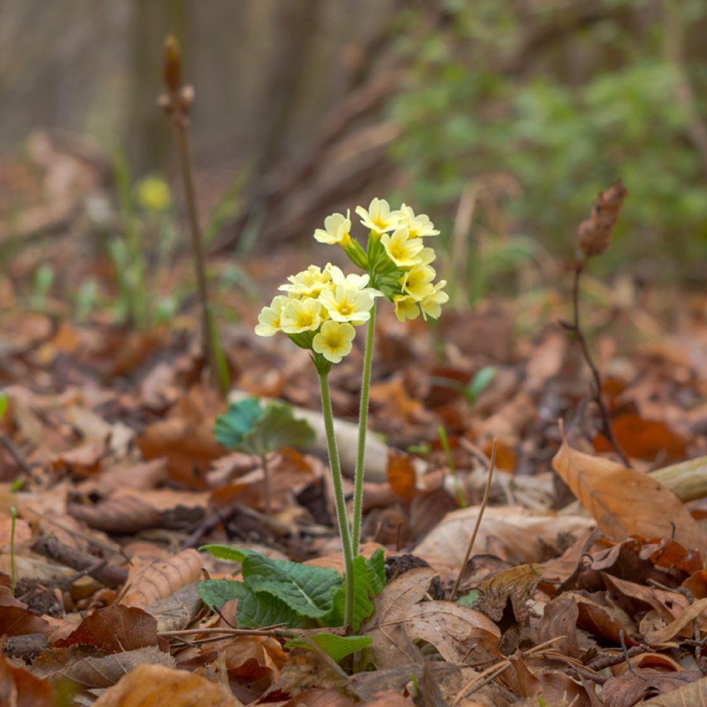 Primula elatior Double Rubens - Oxlip