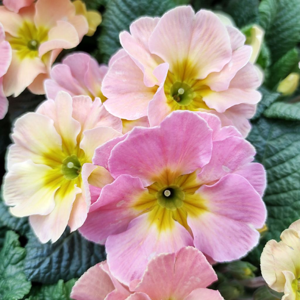 Primula hybrida Chameleon F1 - Primrose