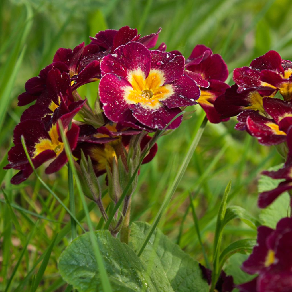 Primula Charlie Wine Red Edge F1 - Primrose