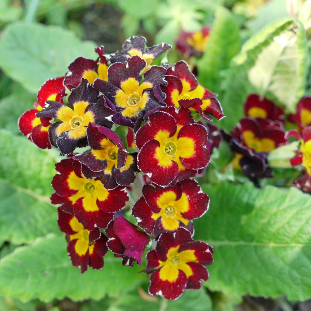 Primula Charlie Wine Red Edge F1 - Primrose