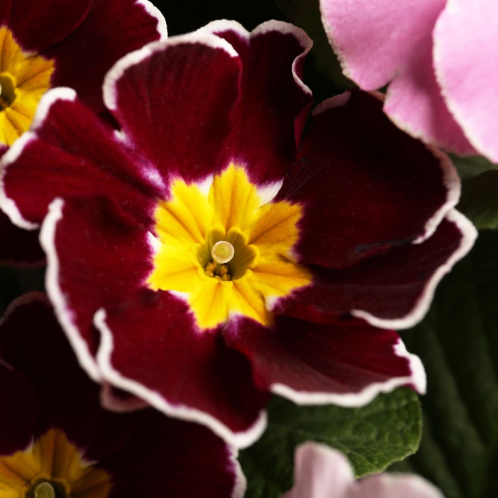 Primula Charlie Wine Red Edge F1 - Primrose