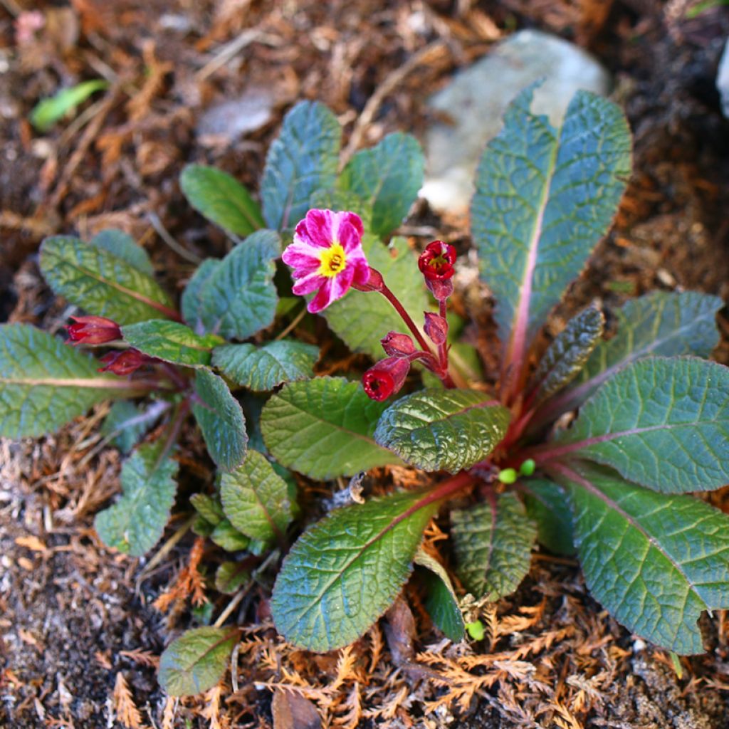 Primula polyanthus Dark Rosaleen - Hose-in-hose