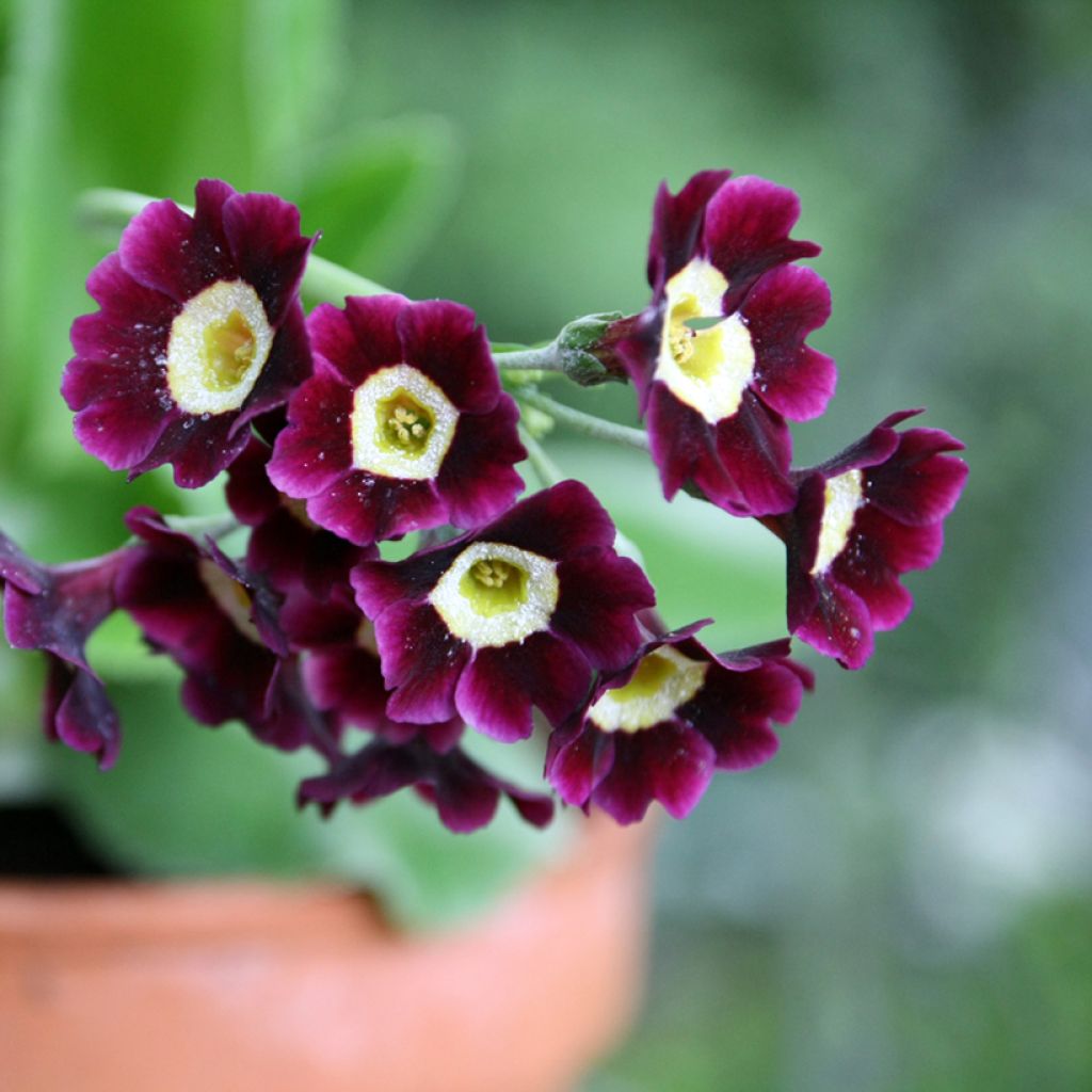 Primula x pubescens Mix - Tyrol Primrose